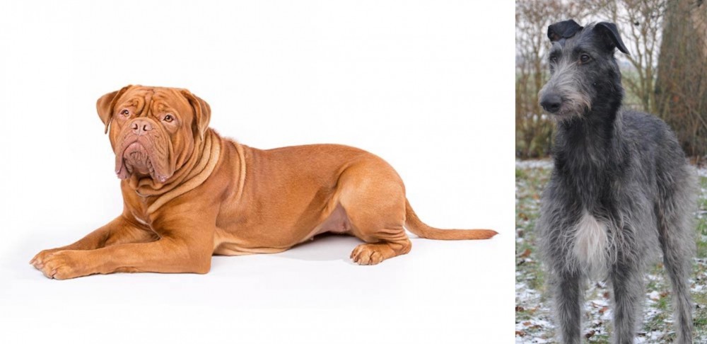 Scottish Deerhound vs Dogue De Bordeaux - Breed Comparison