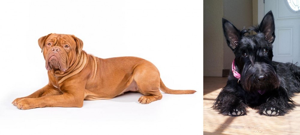 Scottish Terrier vs Dogue De Bordeaux - Breed Comparison
