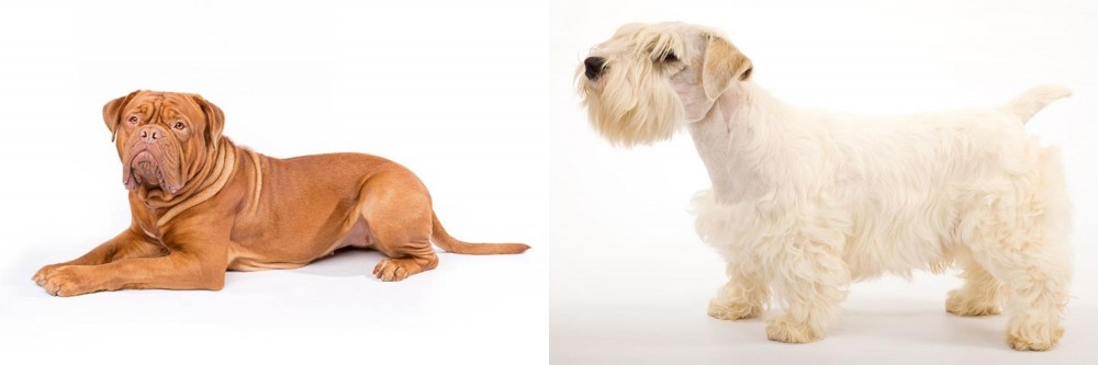 Sealyham Terrier vs Dogue De Bordeaux - Breed Comparison