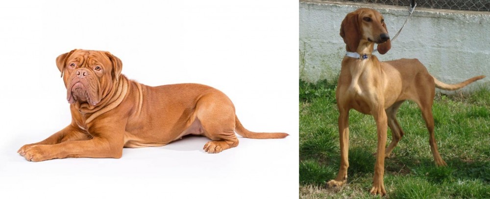 Segugio Italiano vs Dogue De Bordeaux - Breed Comparison