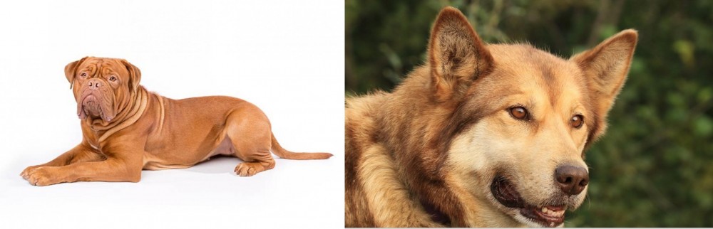 Seppala Siberian Sleddog vs Dogue De Bordeaux - Breed Comparison