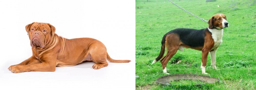 Serbian Tricolour Hound vs Dogue De Bordeaux - Breed Comparison