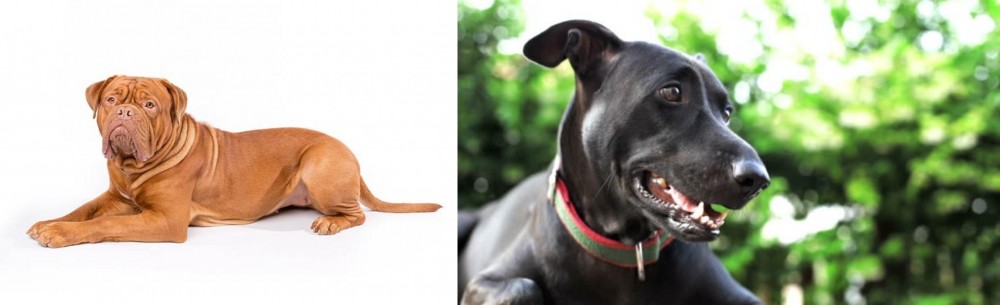 Shepard Labrador vs Dogue De Bordeaux - Breed Comparison
