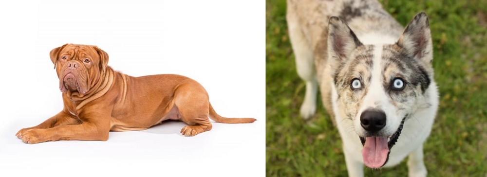Shepherd Husky vs Dogue De Bordeaux - Breed Comparison