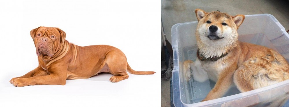 Shiba Inu vs Dogue De Bordeaux - Breed Comparison