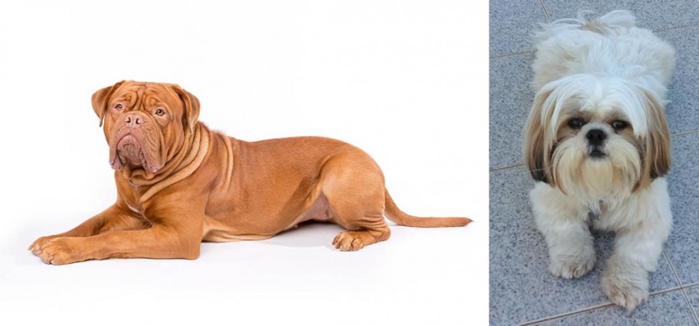 Shih Tzu vs Dogue De Bordeaux - Breed Comparison