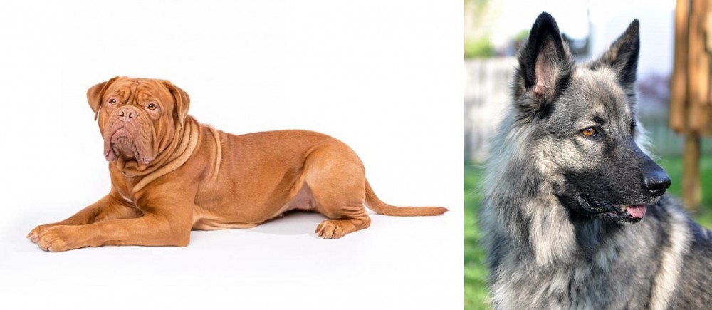 Shiloh Shepherd vs Dogue De Bordeaux - Breed Comparison