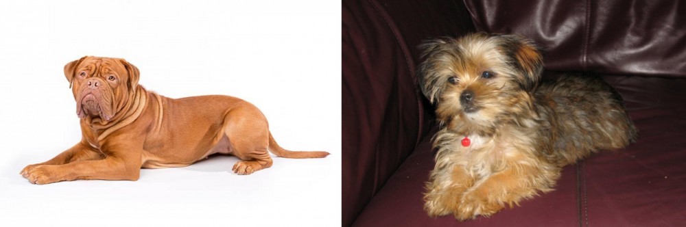 Shorkie vs Dogue De Bordeaux - Breed Comparison