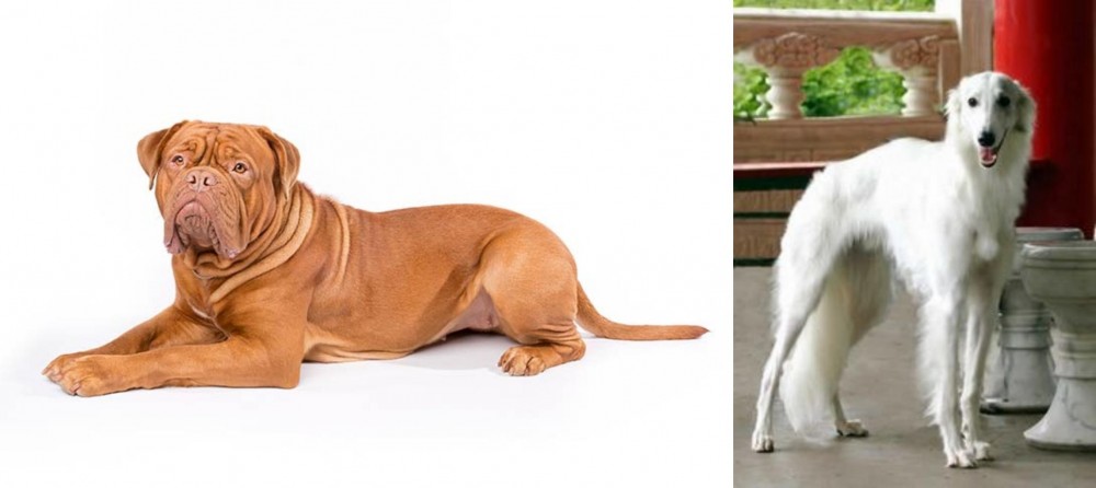Silken Windhound vs Dogue De Bordeaux - Breed Comparison