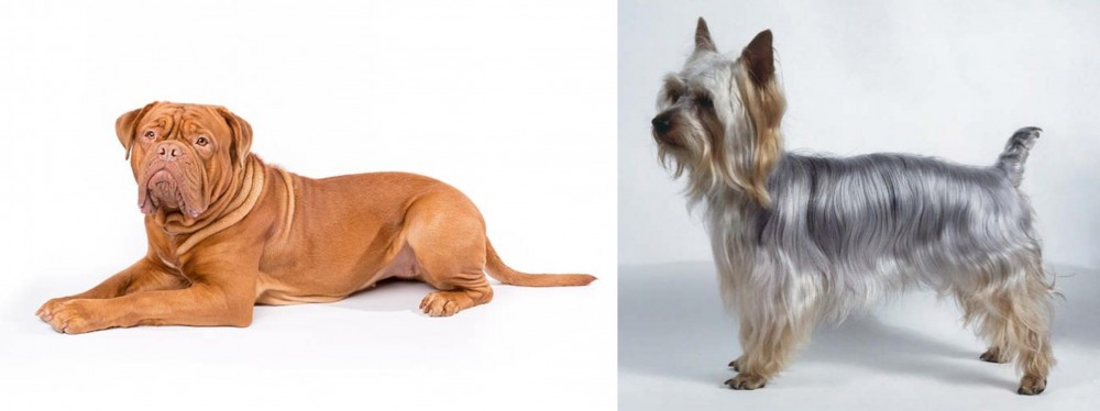 Silky Terrier vs Dogue De Bordeaux - Breed Comparison