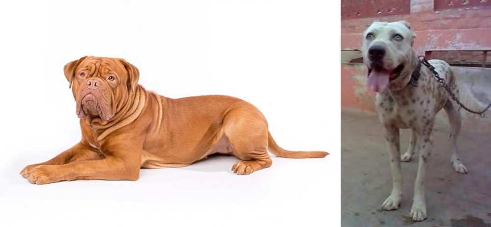 Sindh Mastiff vs Dogue De Bordeaux - Breed Comparison