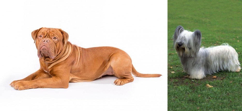 Skye Terrier vs Dogue De Bordeaux - Breed Comparison