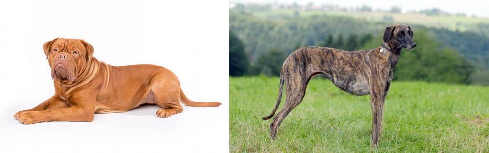 Sloughi vs Dogue De Bordeaux - Breed Comparison