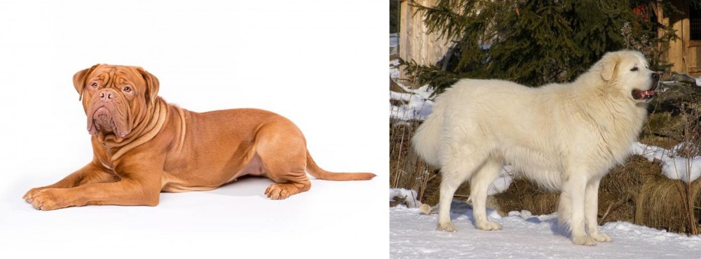 Slovak Cuvac vs Dogue De Bordeaux - Breed Comparison