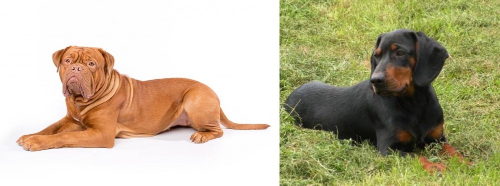 Slovakian Hound vs Dogue De Bordeaux - Breed Comparison