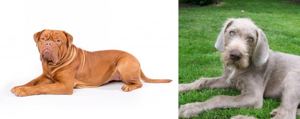Slovakian Rough Haired Pointer vs Dogue De Bordeaux - Breed Comparison