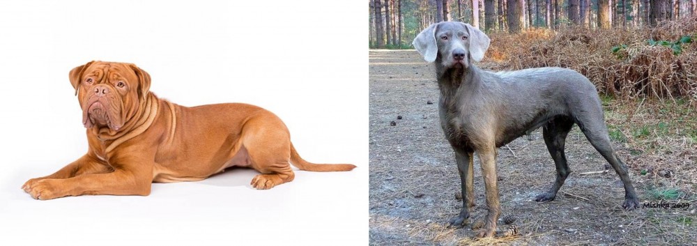 Slovensky Hrubosrsty Stavac vs Dogue De Bordeaux - Breed Comparison