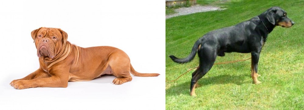 Smalandsstovare vs Dogue De Bordeaux - Breed Comparison