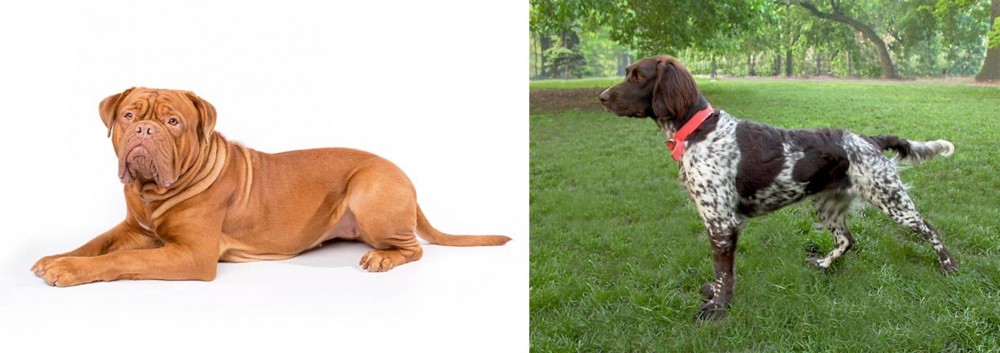 Small Munsterlander vs Dogue De Bordeaux - Breed Comparison