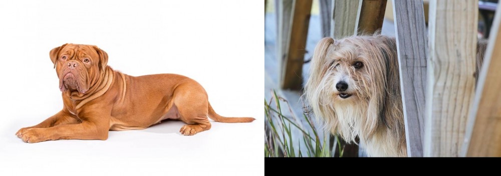 Smithfield vs Dogue De Bordeaux - Breed Comparison