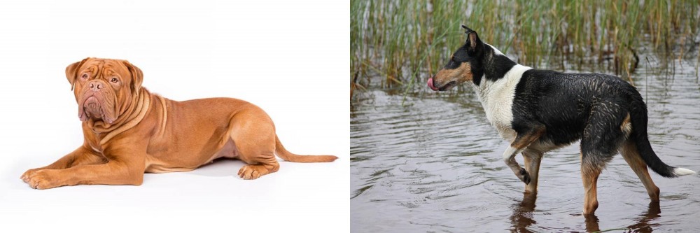Smooth Collie vs Dogue De Bordeaux - Breed Comparison