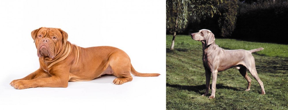 Smooth Haired Weimaraner vs Dogue De Bordeaux - Breed Comparison