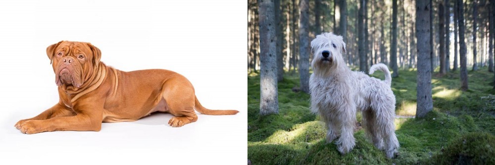 Soft-Coated Wheaten Terrier vs Dogue De Bordeaux - Breed Comparison