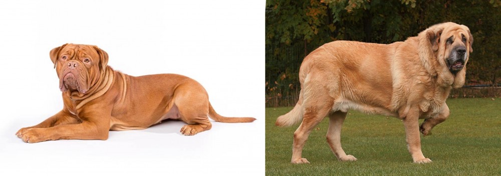 Spanish Mastiff vs Dogue De Bordeaux - Breed Comparison