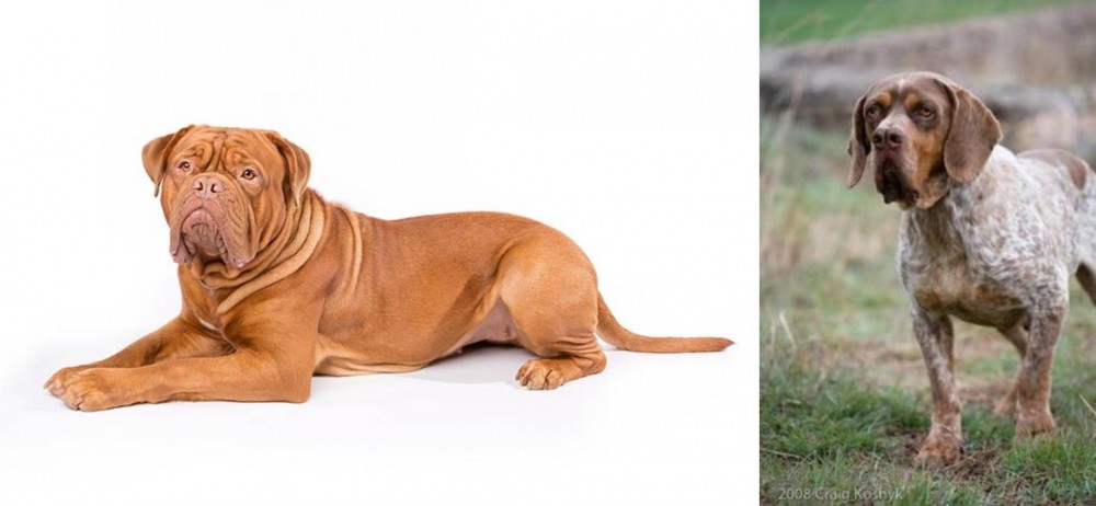 Spanish Pointer vs Dogue De Bordeaux - Breed Comparison