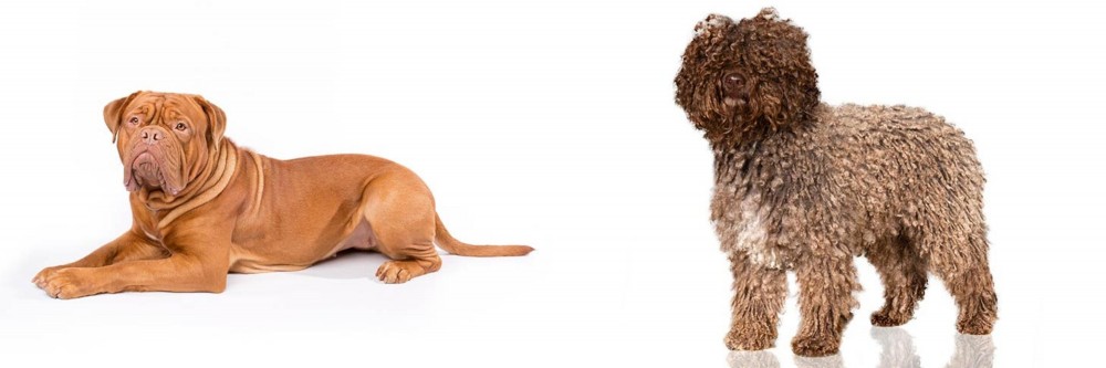 Spanish Water Dog vs Dogue De Bordeaux - Breed Comparison