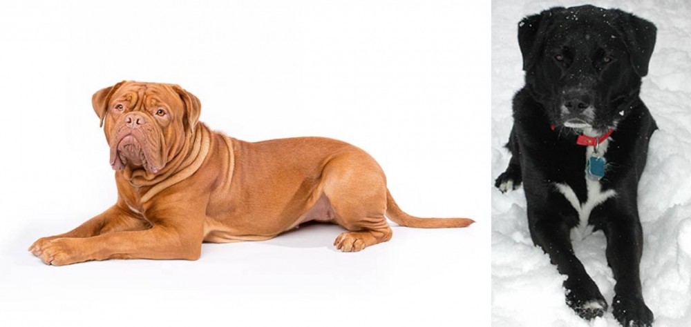 St. John's Water Dog vs Dogue De Bordeaux - Breed Comparison