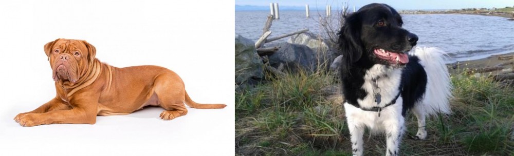 Stabyhoun vs Dogue De Bordeaux - Breed Comparison