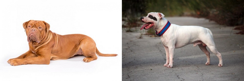Staffordshire Bull Terrier vs Dogue De Bordeaux - Breed Comparison