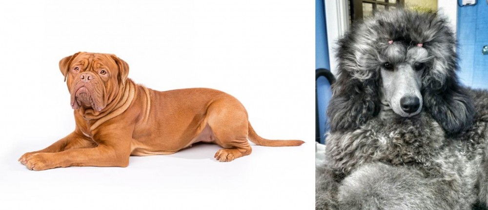 Standard Poodle vs Dogue De Bordeaux - Breed Comparison