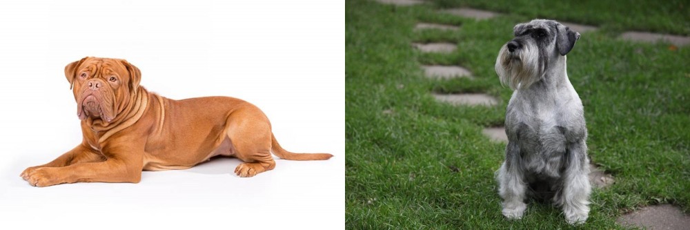Standard Schnauzer vs Dogue De Bordeaux - Breed Comparison