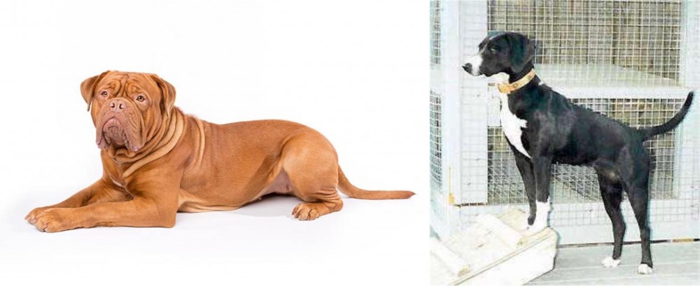 Stephens Stock vs Dogue De Bordeaux - Breed Comparison