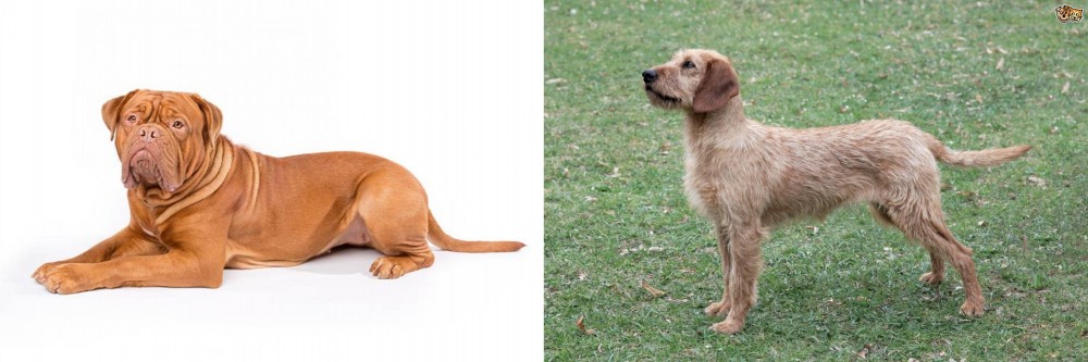Styrian Coarse Haired Hound vs Dogue De Bordeaux - Breed Comparison