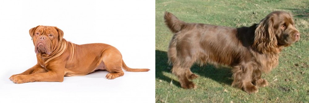 Sussex Spaniel vs Dogue De Bordeaux - Breed Comparison