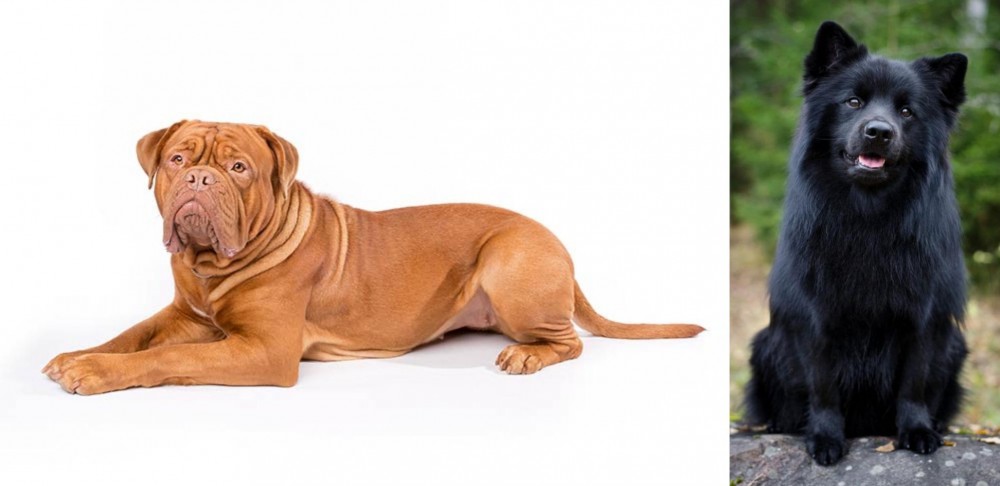 Swedish Lapphund vs Dogue De Bordeaux - Breed Comparison