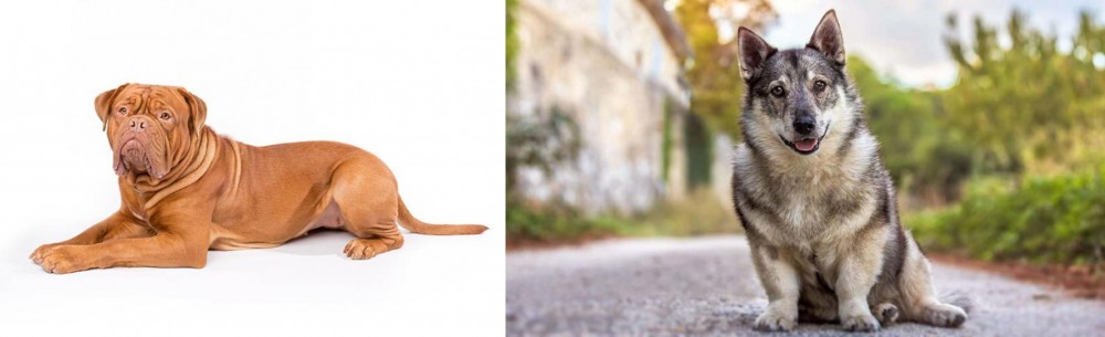 Swedish Vallhund vs Dogue De Bordeaux - Breed Comparison