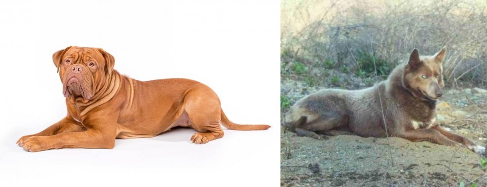 Tahltan Bear Dog vs Dogue De Bordeaux - Breed Comparison
