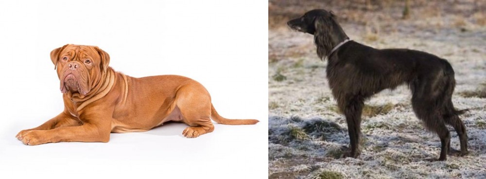 Taigan vs Dogue De Bordeaux - Breed Comparison
