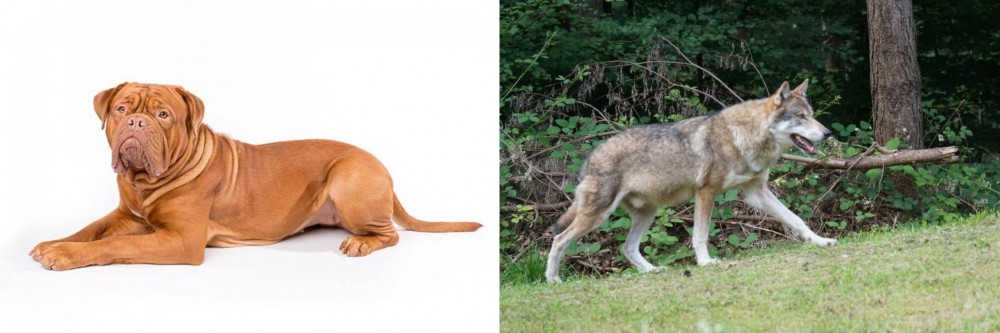 Tamaskan vs Dogue De Bordeaux - Breed Comparison
