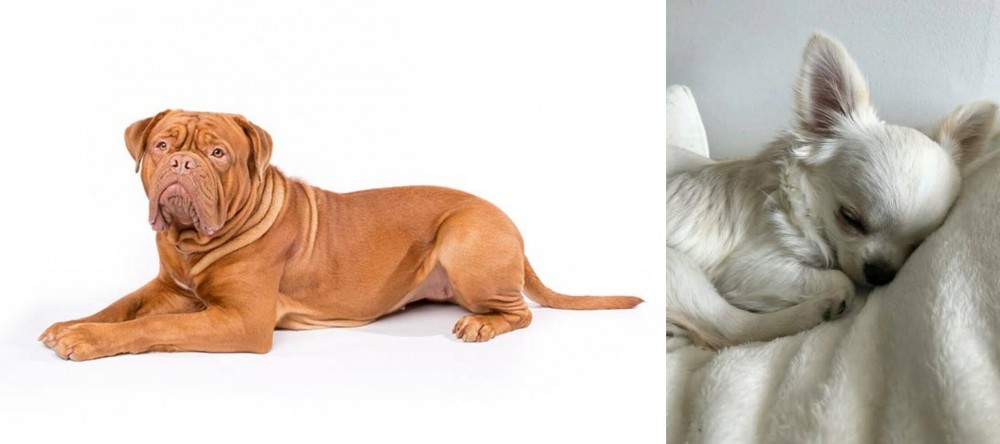 Tea Cup Chihuahua vs Dogue De Bordeaux - Breed Comparison