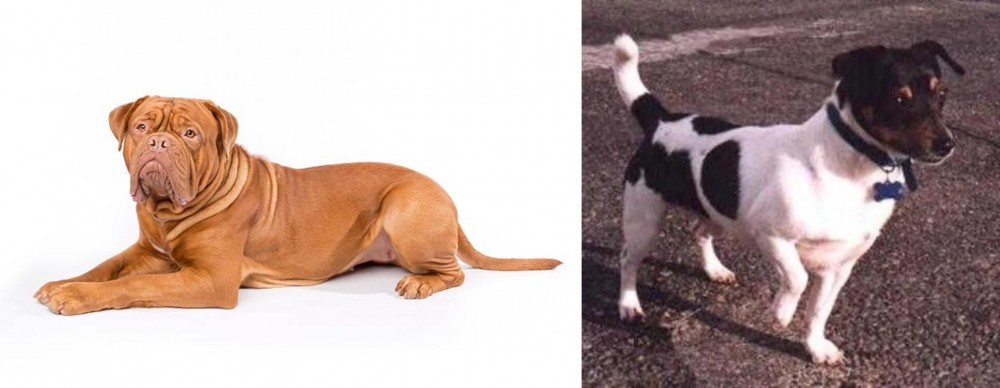 Teddy Roosevelt Terrier vs Dogue De Bordeaux - Breed Comparison