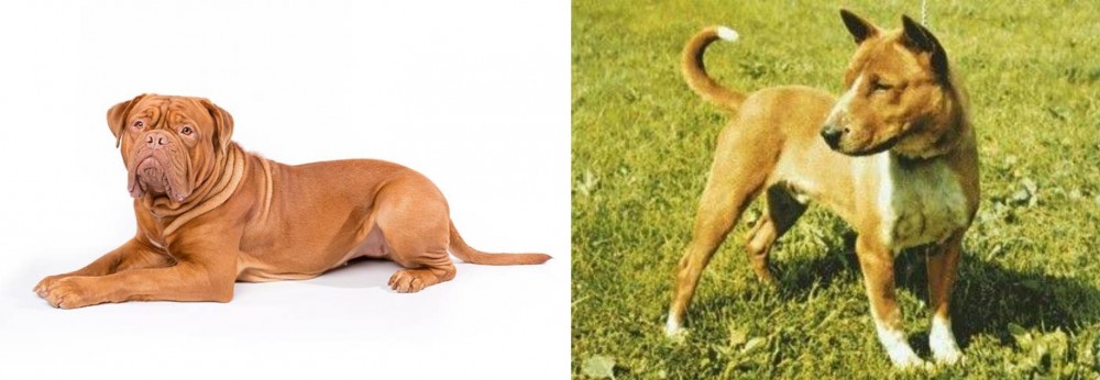 Telomian vs Dogue De Bordeaux - Breed Comparison