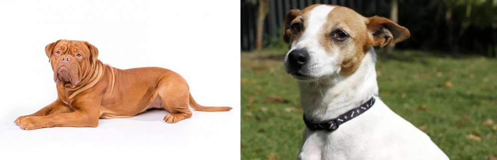 Tenterfield Terrier vs Dogue De Bordeaux - Breed Comparison
