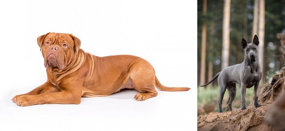 Thai Ridgeback vs Dogue De Bordeaux - Breed Comparison