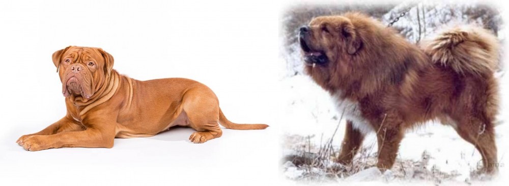 Tibetan Kyi Apso vs Dogue De Bordeaux - Breed Comparison