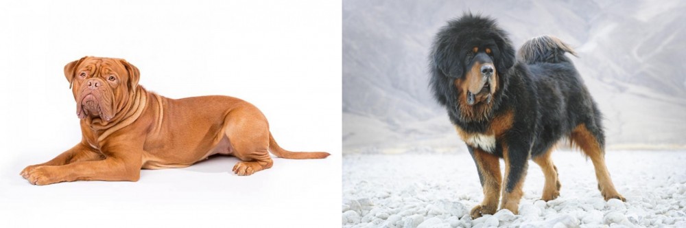Tibetan Mastiff vs Dogue De Bordeaux - Breed Comparison